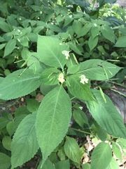 Impatiens parviflora