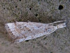 Microchilo inexpectellus