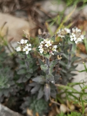 Draba incana