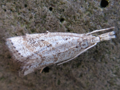 Microchilo inexpectellus