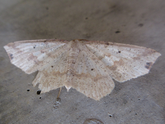 Pareclipsis gracilis