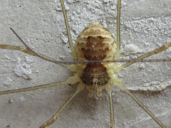 Oligolophus tienmushanensis
