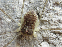 Oligolophus tienmushanensis