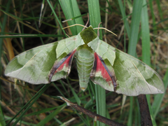 Callambulyx tatarinovii