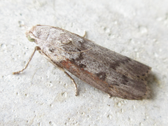Lamoria glaucalis