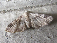 Aventiola pusilla