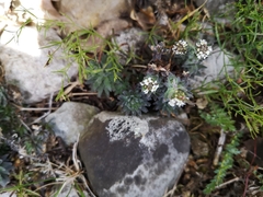 Draba incana