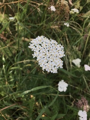 Achillea millefolium