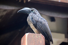 Anorrhinus galeritus