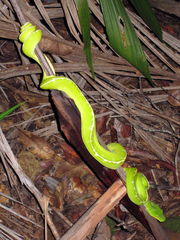 Morelia viridis