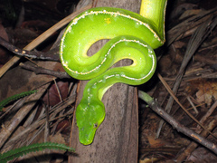 Morelia viridis