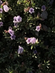 Astragalus kentrophyta