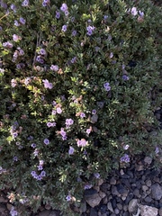 Astragalus kentrophyta