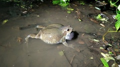 Uperodon globulosus