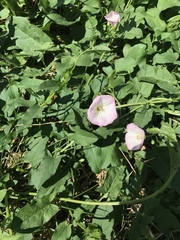 Convolvulus arvensis