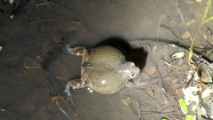 Uperodon globulosus