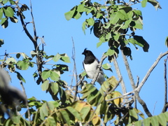 Cyanocorax cristatellus