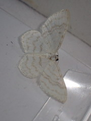 Asthena albulata