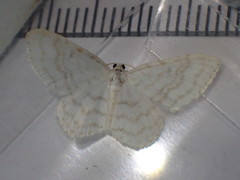 Asthena albulata