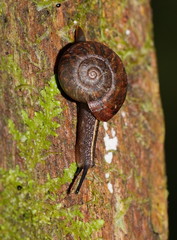 Austrorhytida