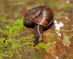 Austrorhytida