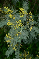 Acacia dealbata dealbata