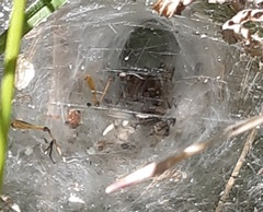Agelena labyrinthica