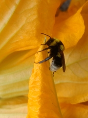 Bombus ruderatus