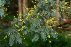 Acacia dealbata dealbata