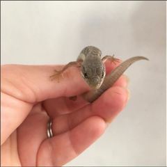 Elgaria multicarinata