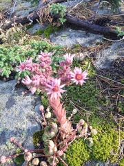 Sempervivum