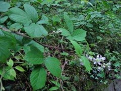Rubus dasyphyllus