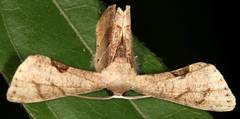 Phazaca leucocera
