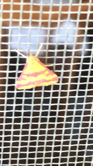 Pyrausta sanguinalis