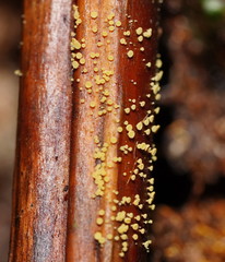 Lachnum pteridophyllum