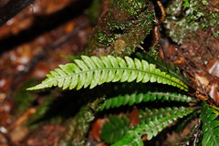 Blechnum chambersii
