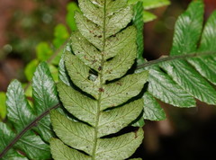 Blechnum chambersii