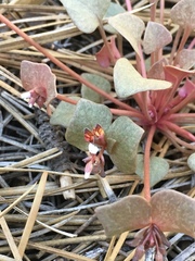 Claytonia rubra rubra