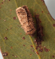 Proteuxoa bistrigula