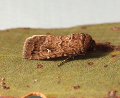 Proteuxoa bistrigula