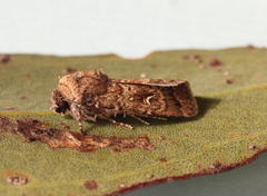 Proteuxoa bistrigula