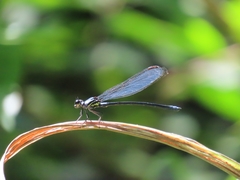 Bayadera brevicauda