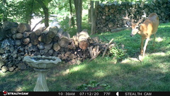 Odocoileus virginianus