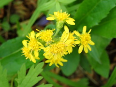 Solidago cuprea