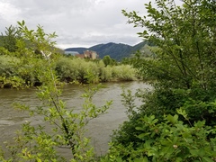 Symphoricarpos albus