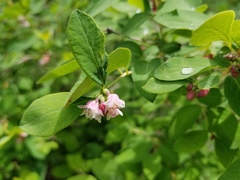 Symphoricarpos albus