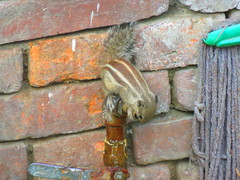 Funambulus pennantii