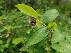 Symphoricarpos albus