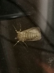 Agrotis exclamationis