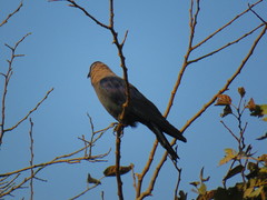 Corvus splendens